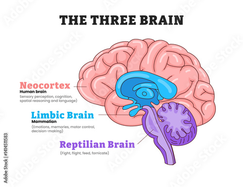 The three brains neocortex, limbic brain, reptilian brain, educational medical poster design healthcare scheme, labeled human brain lateral view, sensory perception, emotions, and survival instincts.