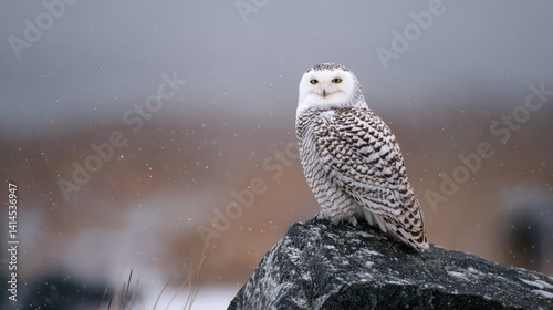 Obraz na płótnie A majestic snowy owl perches on a rock as soft snowflakes fall, set against a blurred winter backdrop. w salonie