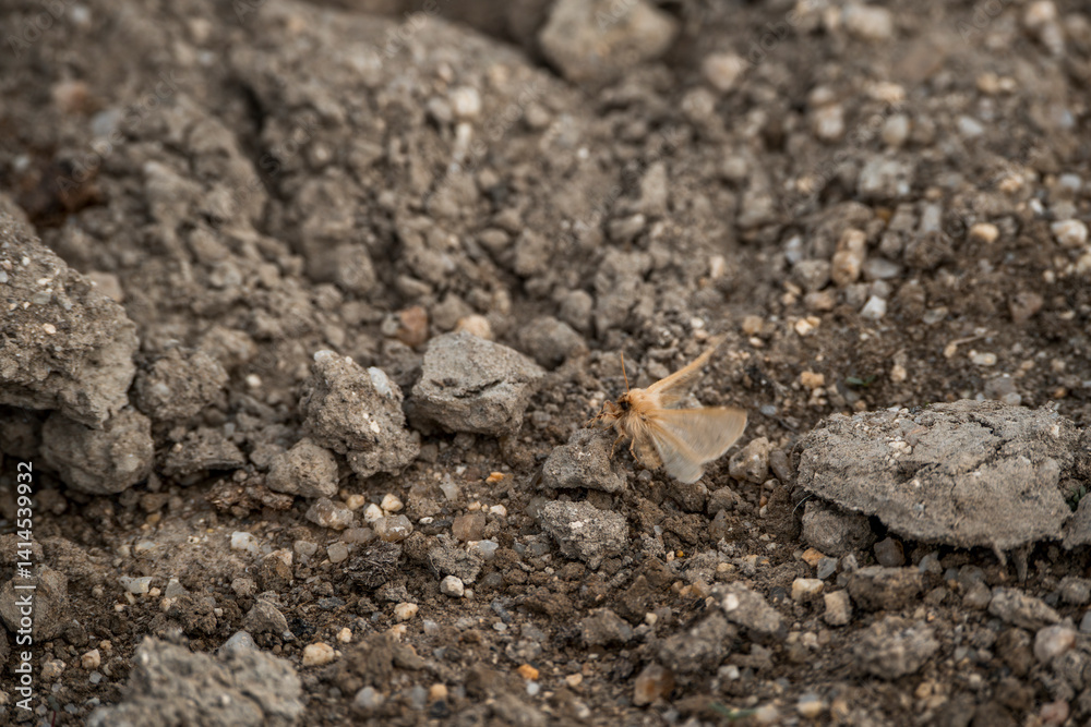 moth insect on the ground moth insect on the ground