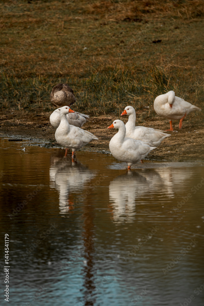 Obraz premium Goose geese water bird at shore pretty and light white 