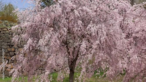 Wallpaper Mural 上田城跡公園の風に揺れるシダレザクラと花吹雪2 Torontodigital.ca