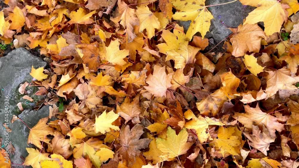 Close-up of fallen multicolored autumn maple leaves. High quality 4k footage Close-up of fallen multicolored autumn maple leaves. High quality 4k footage