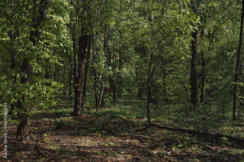 Fototapeta premium Bosco dopo il temporale primaverile