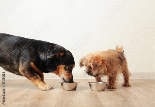 Photography Two dogs eating food from aluminum container on floor kitchen tiles background