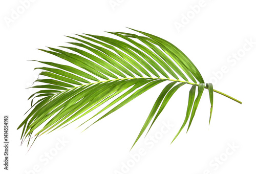 Green palm leaves on transparent background