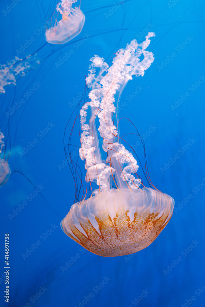 underwater photography jellyfish Chrysaora plocamia, South American sea nettle