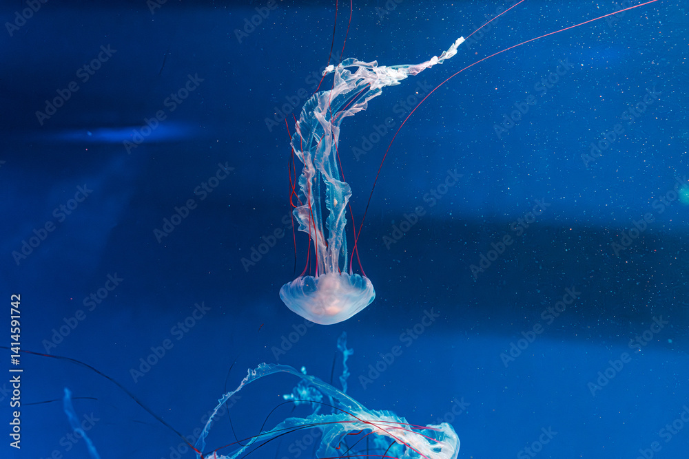 underwater photography jellyfish Purple striped jelly. Chrysaora colorata