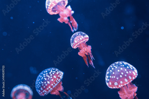 Obraz na płótnie underwater photography jellyfish mastigias papua, spotted jelly, lagoon jelly, golden medusa w salonie