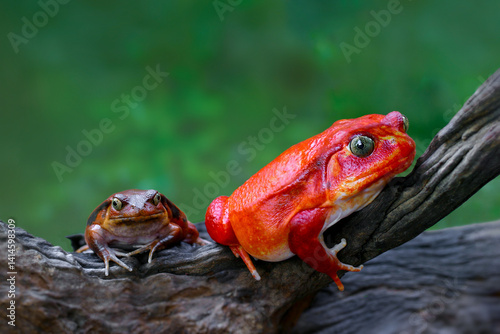 A pair of beautiful Tomato frogs on dark dry wood branch with blurry green tree background. The female frogs of this species are larger and have brighter colors than the males.