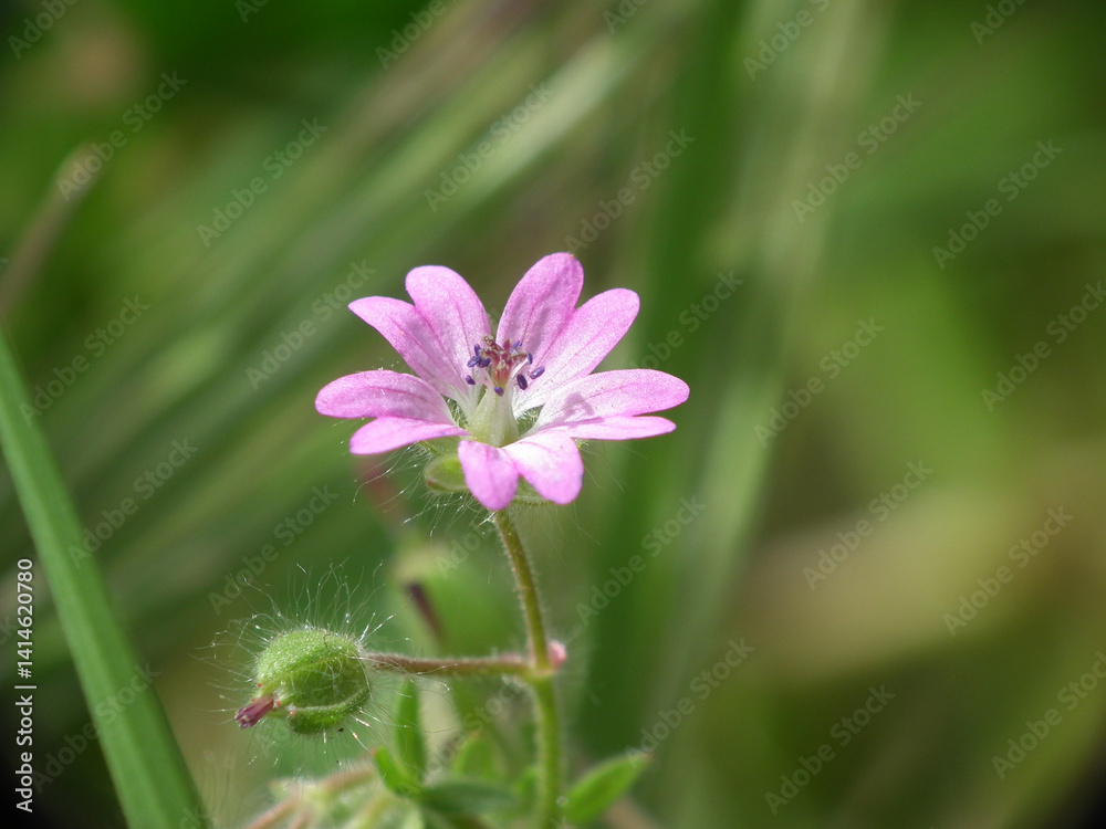 Natura Natura