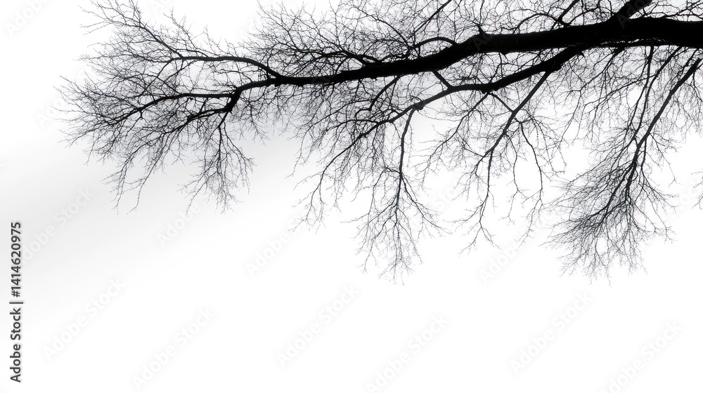 Bare Tree Branches Silhouette Against White Background in Winter Bare Tree Branches Silhouette Against White Background in Winter