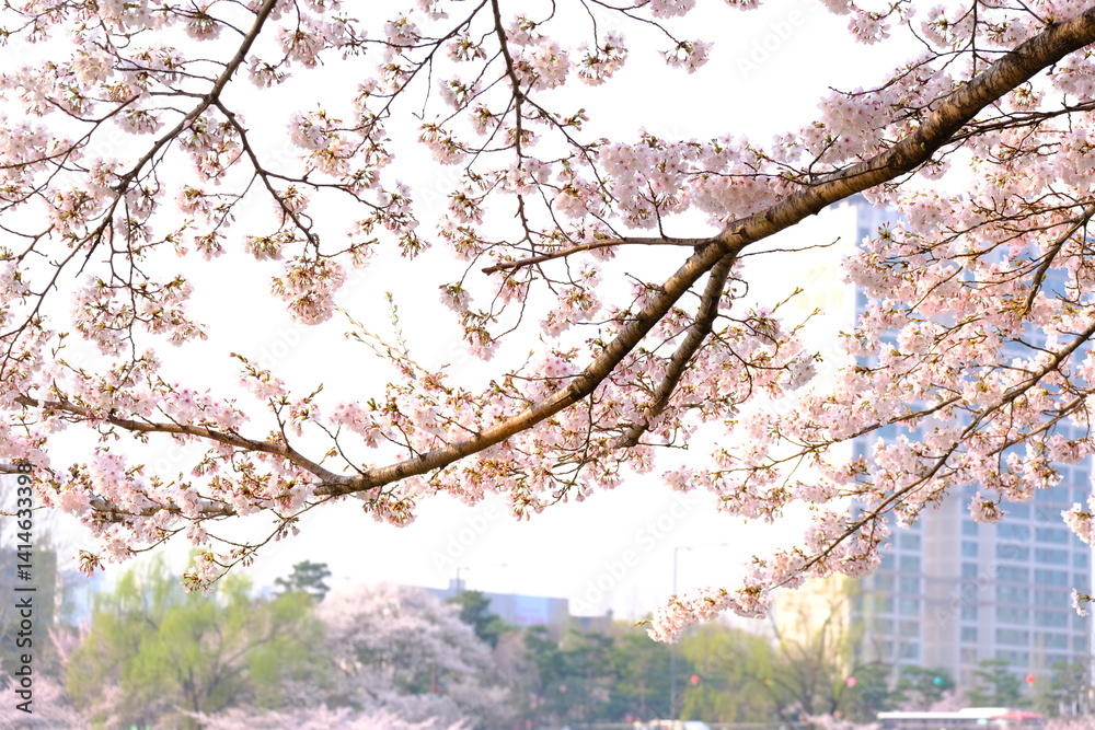 Fototapeta premium A close-up shot showcases a vibrant display of pale pink cherry blossoms clustered along a thin, dark branch. The background is blurred, hinting at a bright sky that makes the flowers with text space