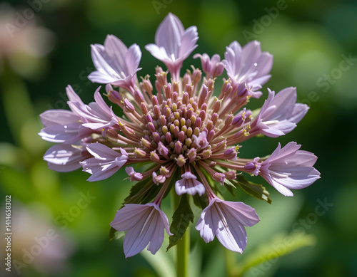 Flowering Plant with Unique Blossom in Garden Setting