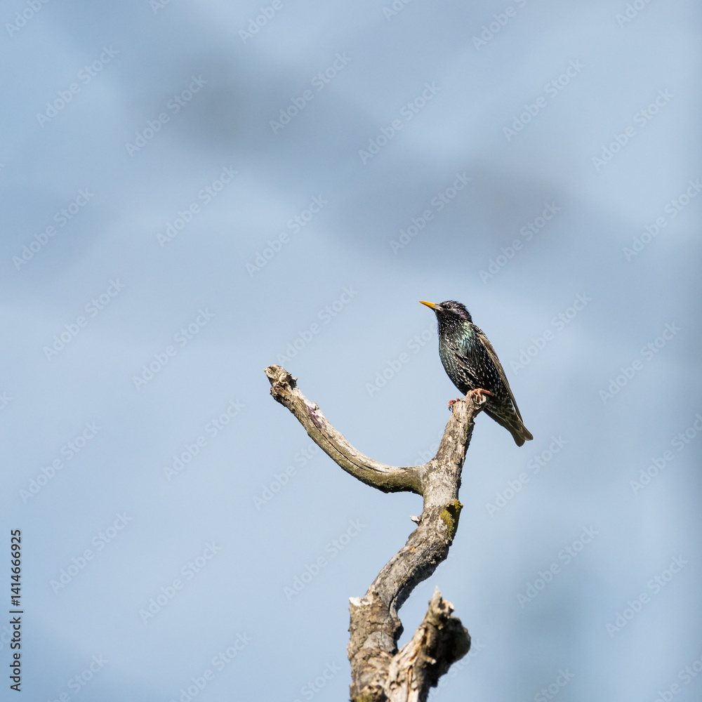 Fototapeta premium Starling on a branch