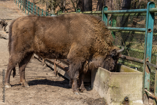 A bison drinks water. Selective focus, blurred background