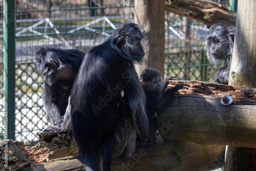 Family the East javan langur