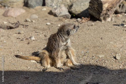 Meerkat looking away. Selective focus, blurred background