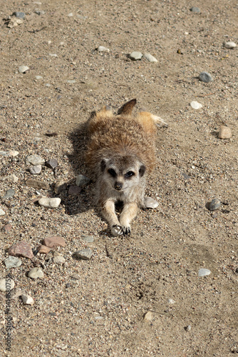 The meerkat lying on the ground. Selective focus, blurred background