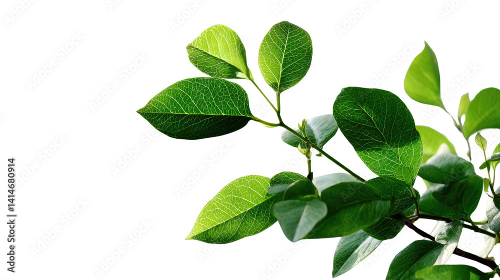 Leafy Branch in Sunlight: A vibrant, sunlit branch bursts forth with fresh green leaves, a symbol of nature's renewal and growth, a testament to the beauty and vitality of life. Leafy Branch in Sunlight: A vibrant, sunlit branch bursts forth with fresh green leaves, a symbol of nature's renewal and growth, a testament to the beauty and vitality of life.