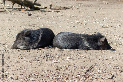 Sleeping pigs the Collared Peccary