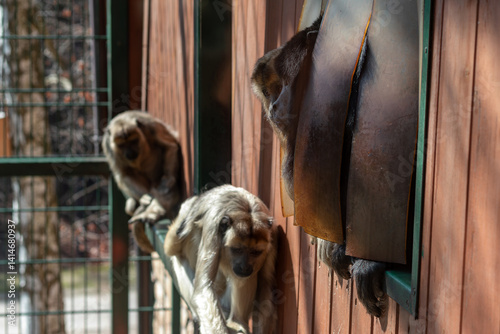 Black howler monkeys in Zoo. Photograph through the glass of an aviary. Selective focus, blurred background