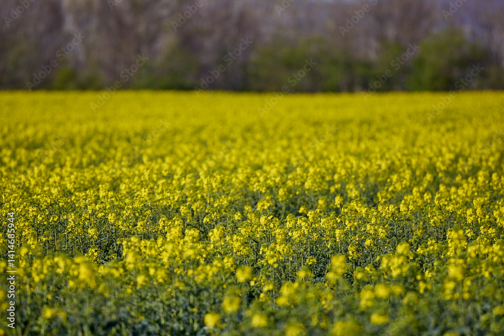 a field of blooming rapeseed on a spring day
