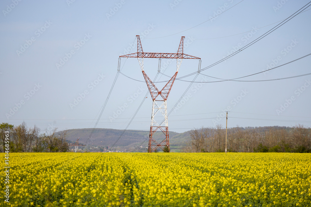 a field of blooming rapeseed on a spring day