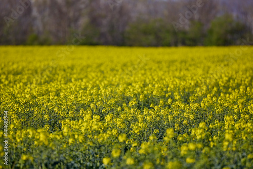 Obraz na płótnie a field of blooming rapeseed on a spring day w salonie