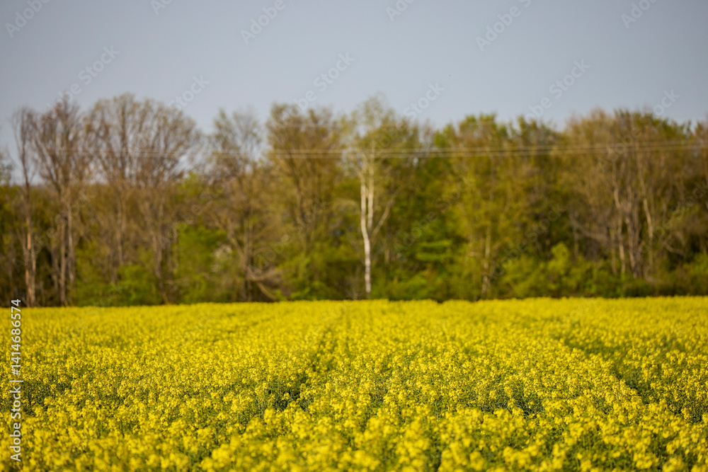 a field of blooming rapeseed on a spring day