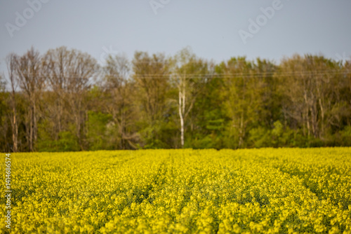 Obraz na płótnie a field of blooming rapeseed on a spring day w salonie