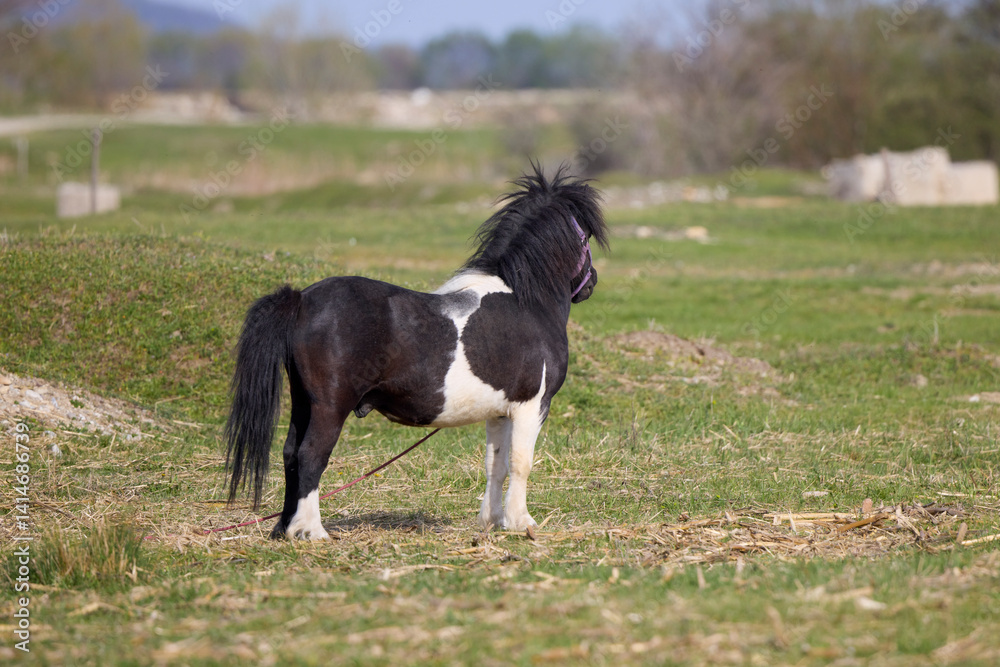 A beautiful pony on a meadow at a rural farm