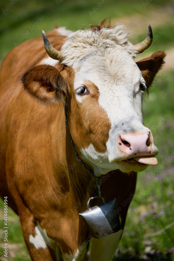 a cow on a rural farm on a sunny day