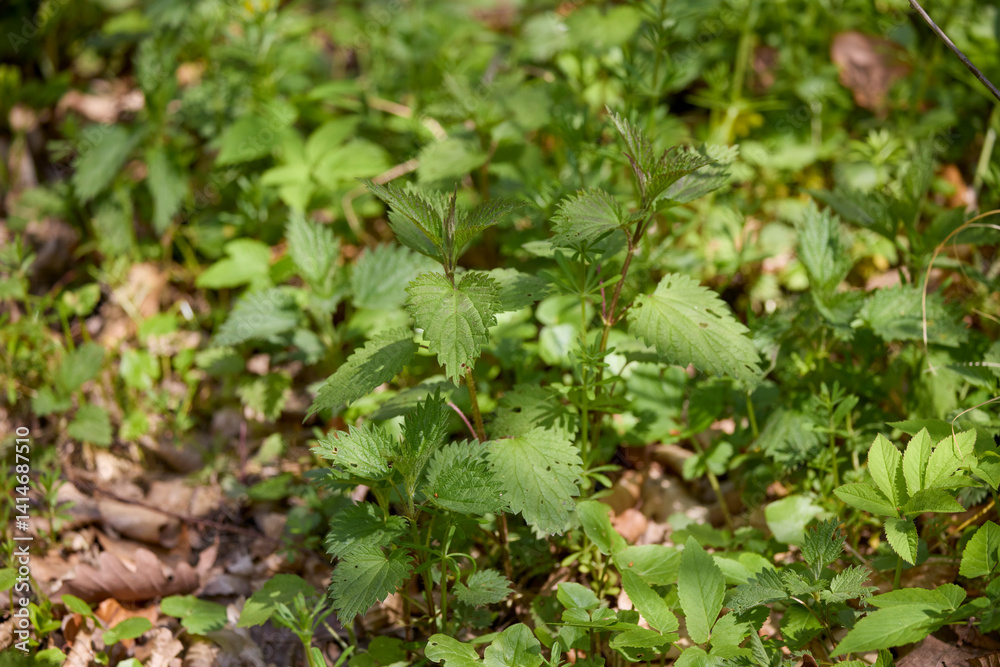a nettle plant in the forest