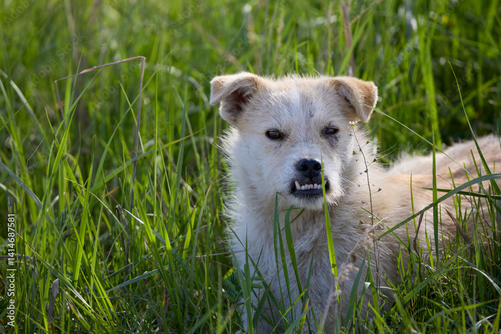An abandoned dog lies in the grass in a field.