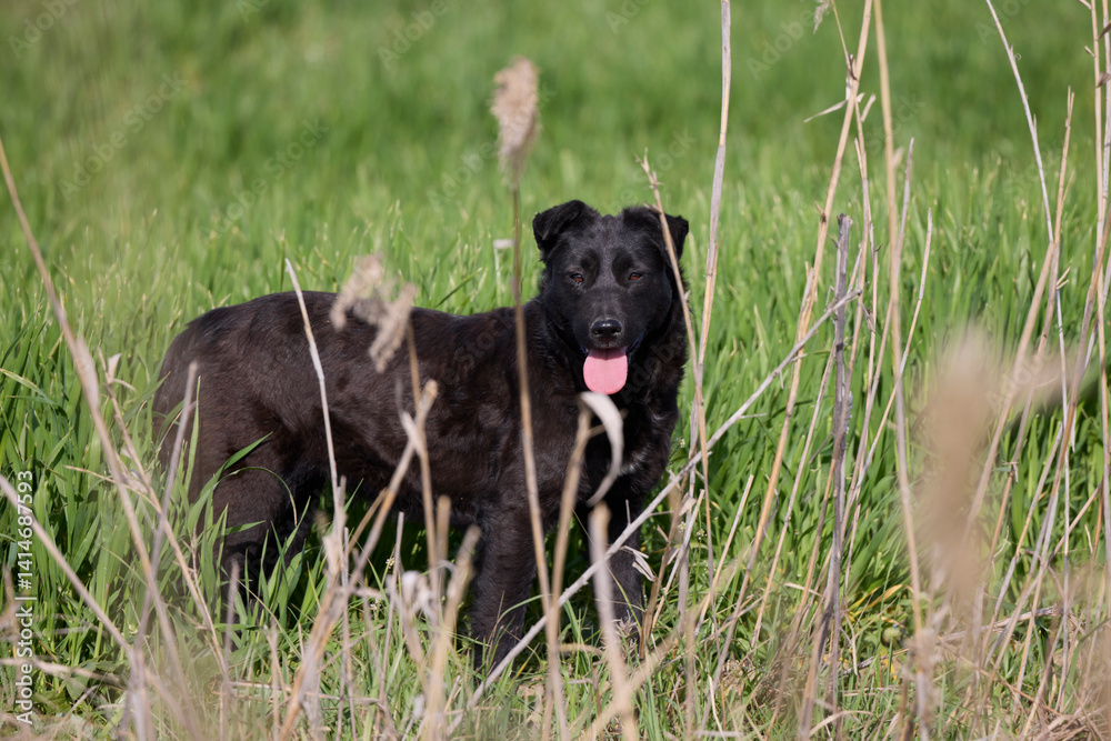 An abandoned dog lies in the grass in a field.
