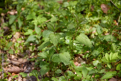Obraz na płótnie a nettle plant in the forest w salonie