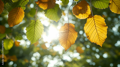 Sunbeams filter through fall leaves turning them gold Greens and yellows blur in bokeh behind Autumnal nature scene