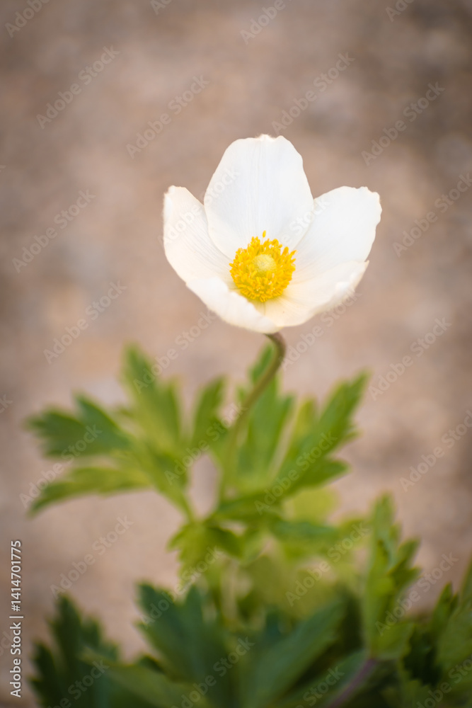Macro white Anemone sylvestris or Snowdrop Anemone blooming in the garden Macro white Anemone sylvestris or Snowdrop Anemone blooming in the garden