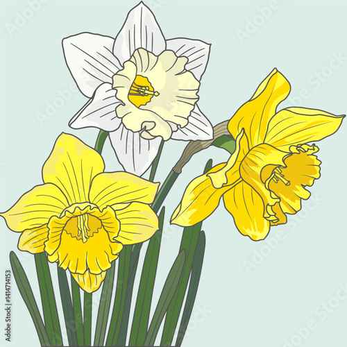 Blooming Daffodil Narcissus Spring Flowers