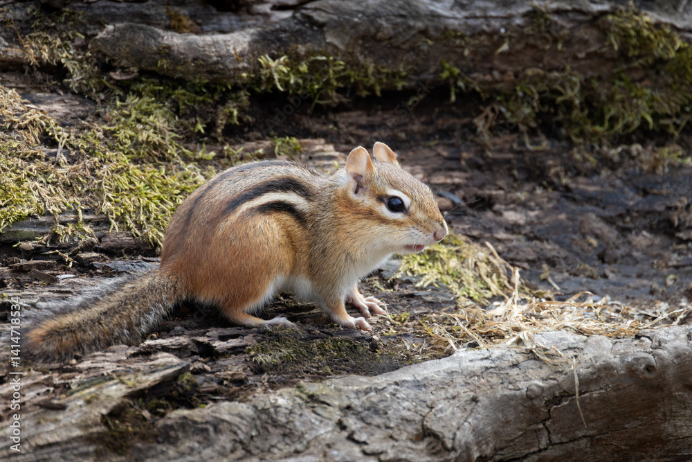 Fototapeta premium Eastern chipmunk Tamias striatus on a moss covered log