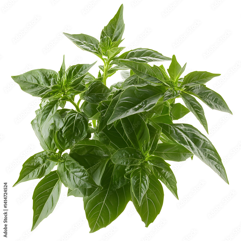 Close-up of vibrant green basil plant with soft, textured leaves, isolated against white background, ideal for illustrating fresh herbs in indoor gardening, cooking, or healthy lifestyle concepts.