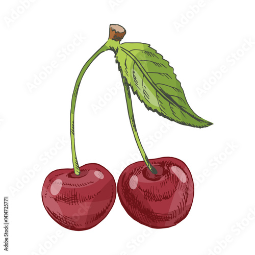 Hand drawn vintage sketch of cherry pair with green leaf, colorful detailed fruit illustration, isolated vector element