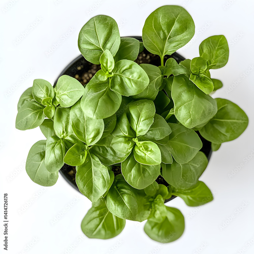 Close-up of vibrant green basil plant with soft, textured leaves, isolated against white background, ideal for illustrating fresh herbs in indoor gardening, cooking, or healthy lifestyle concepts.