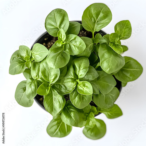 Obraz na płótnie Close-up of vibrant green basil plant with soft, textured leaves, isolated against white background, ideal for illustrating fresh herbs in indoor gardening, cooking, or healthy lifestyle concepts. w salonie