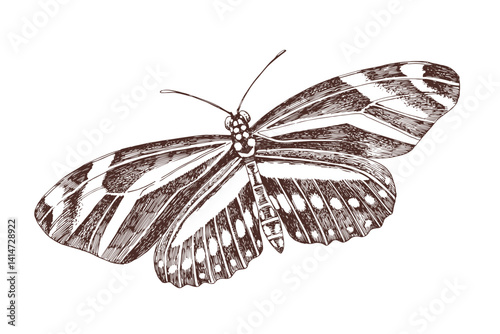 Zebra longwing butterfly hand drawn vector