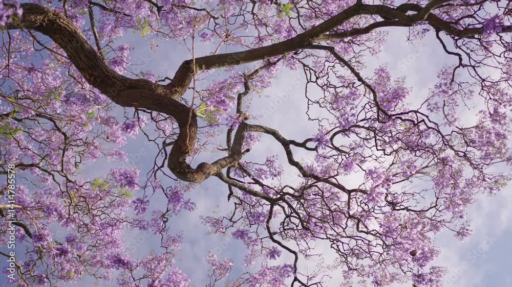 A stunning jacaranda tree in full bloom, viewed from below in spring. Beautiful purple flowers contrast against a clear blue sky.