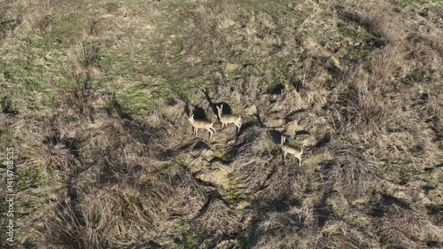 deer running in the field