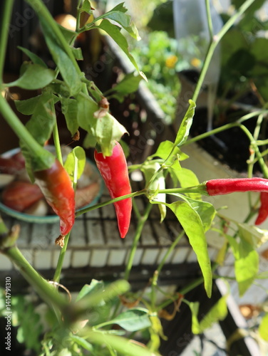 Close-Up of Red Chili Peppers on a Plant design for harvest season