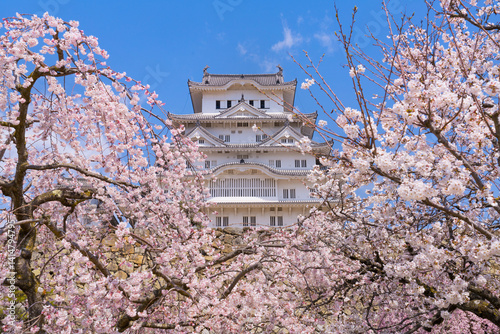 桜に彩られた姫路城の天守閣