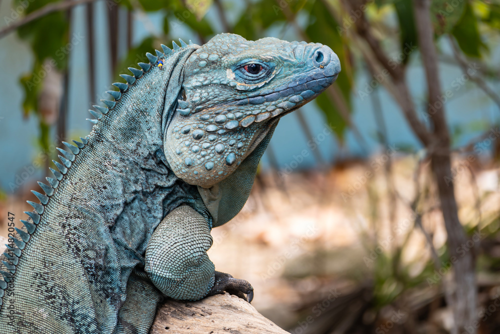 Closeup of a Big Blue Iguana Looking at the Camera